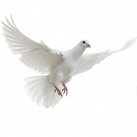 Zachariah 4:6 Not by might not by power, but by My Spirit, says the Lord of hosts.
