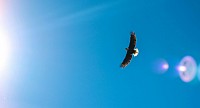 Eagle watching