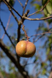 Produce